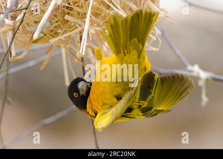 Dorfweber (Textor cucullatus), männlich im Nest, SchwarzkopfWeber (Ploceus cucullatus) Stockfoto