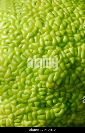 Details zu den Früchten von Heckenapfel (Maclura pomifera) Stockfoto