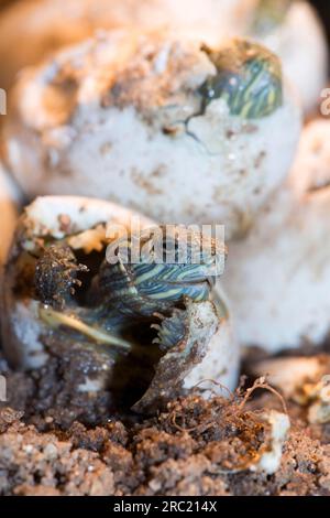 Roter Ohrenschieber (Trachemys scripta elegans), Jugendlicher (Pseudemys scripta elegans) Stockfoto