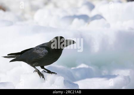 Großkrähe (Corvus macrorhynchos), Hokkaido, Krähe, Japan Stockfoto