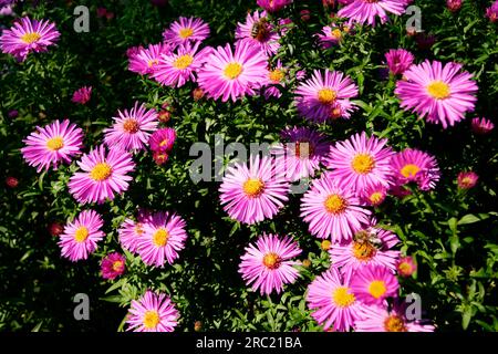 Alpine Aster (Aster alpinus) Aster-novi-belgii Aster, Aster, Alpenaster, Alpensternblume, Herbstaster, Aster novi-belgii, blauer Höhepunkt Stockfoto