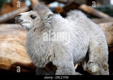 Kamel, Bactrianisches Kamel, Camelus Steppe Wolf (Bactrianus), jung, Gefangener Zoo, Deutschland Stockfoto