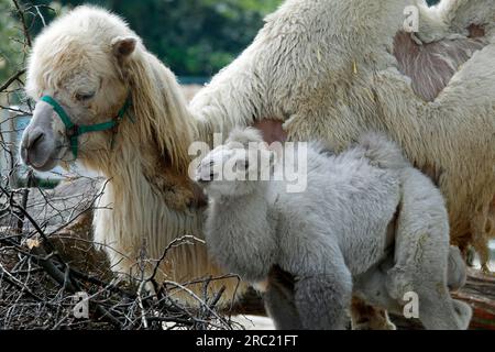 Kamel, Bactrianisches Kamel, Camelus Steppe Wolf (Bactrianus), jung, Gefangener Zoo, Deutschland Stockfoto