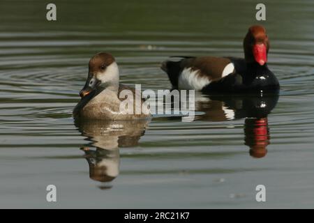 Rot-crested Tafelenten Stockfoto