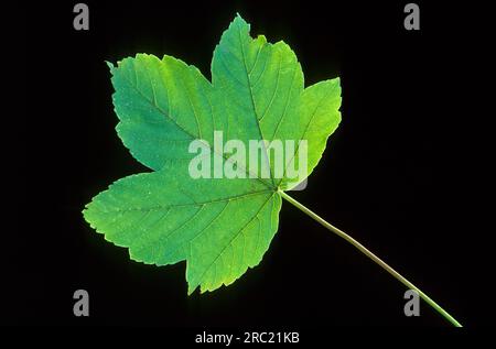 Sycamore Ahorn (Acer) (acer) pseudoplatanoides, Blatt, Nahansicht Sycamore Ahorn Pseudoplantanos, Sycamore, Sycamore Ahorn, erable Sycamore, arce Stockfoto