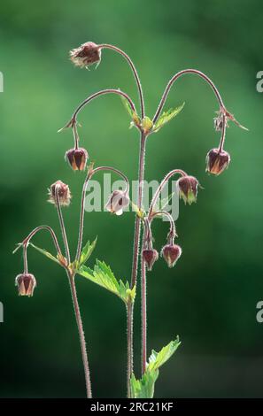 Wasseraven, Blume Nahaufnahme im Hintergrund, am Geiss bei Belsen, Bachnelkenwurz, Wasseraven, Purple Avenens (Geum rivale), Benoite des ruisseaux Stockfoto