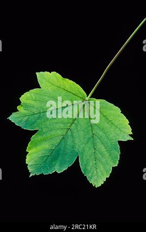 Ahornsirup (acer) pseudoplantanos, Sycamore, Eable Sycamore, arce sicomoro, arce Blanco, Fruchtbarer Stand (Fallschirm) Stockfoto