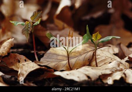 Ahornsirup (acer) pseudoplantanos, Sycamore, Eable Sycamore, arce sicomoro, arce Blanco, Fruchtbarer Stand (Fallschirm) Stockfoto