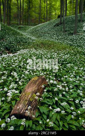 Großer Stand im Laubwald, nördlicher Hang der Schwäbischen Alb bei Moessingen, Garten, Deutschland, deutschland, wilder Knoblauch (allium ursinum), wild Stockfoto