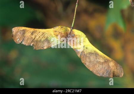 Ahornsirup (acer) pseudoplantanos, Sycamore, Ahornsirup, erable Sycamore, arce sicomoro, arce Blanco, fruchtbarer Stand (Fallschirm), Bergahorn Stockfoto