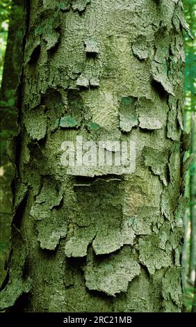 Ahornsirup (acer) pseudoplantanos, Sycamore, Eable Sycamore, arce sicomoro, arce Blanco, Fruchtbarer Stand (Fallschirm) Stockfoto