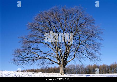 Ahornsirup (acer) in den Wintersiamorenpseudoplantanos, Sycamore, erable Sycamore, arce sicomoro, arce Blanco, Fruchtbarer Stand (Fallschirm) Stockfoto