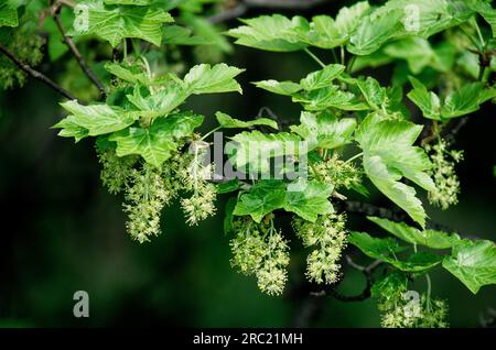 Ahornsirup (acer) pseudoplantanos, Sycamore, Eable Sycamore, arce sicomoro, arce Blanco, Fruchtbarer Stand (Fallschirm) Stockfoto