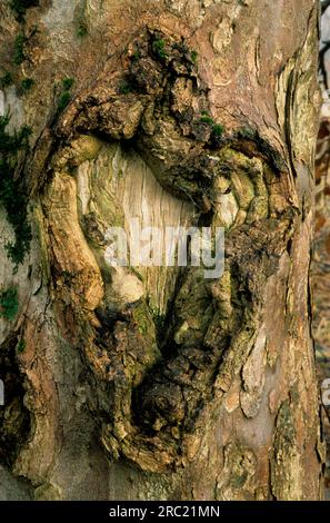 Ahornklee (acer) Baumrinde Bergahorn pseudoplantanos, Platane, Platane Ahornklee, erable Platane, arce sicomoro, arce Blanco, fruchtbarer Stand Stockfoto