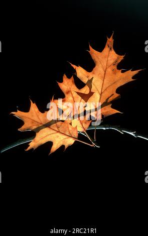 Nördliche Roteiche (quercus rubra), nördliche Roteiche, karierte Rosa, herbstfarbene Blätter, Laubbäume, Milchbaum Stockfoto