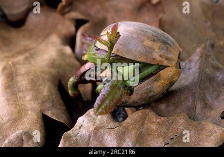 Eiche, Eichen (quercus rubor) (quercus), Eiche, eichenbaum, Rudel, Esche, Laubbaum, Laubbäume, Eicheln, Eichenblätter, Eichenholz, Treten Sie auf Stockfoto