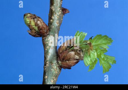 Eiche, Eichen (quercus rubor), Eiche, eichenbaum, Rudel, Esche, Laubbaum, Laubbäume, Eicheln, Eichenblätter, Eichenholz, Treten Sie auf Stockfoto