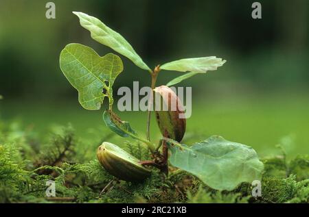 Eiche, Eichen (quercus rubor), Eiche, eichenbaum, Rudel, Esche, Laubbaum, Laubbäume, Eicheln, Eichenblätter, Eichenholz, Treten Sie auf Stockfoto