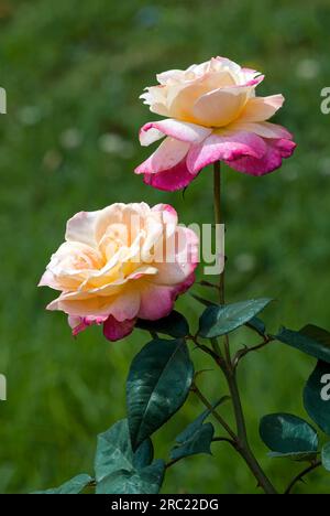 Rendezeos Rose Flowers Government Rose Garden Centenary Rose Park in Vijayanagaram in Ooty Udhagamandalam, Nilgiris, Tamil Nadu, Südindien, Indien Stockfoto