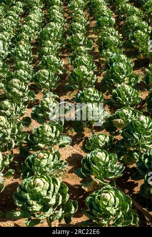 Gemüsekohl (Brassica oleracea var. Capitata) in Ooty Udhagamandalam, Nilgiris, Tamil Nadu, Südindien, Indien, Asien Stockfoto