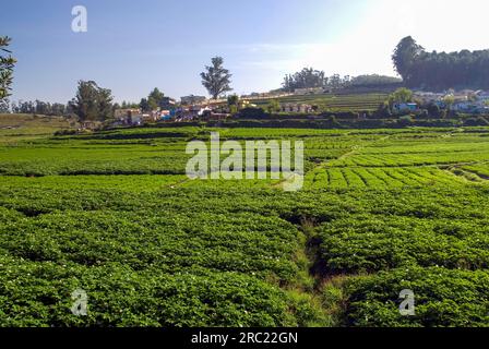 Gemüsefeld in Ooty Udhagamandalam, Nilgiris, Tamil Nadu, Südindien, Indien, Asien Stockfoto