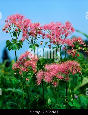 Kolumbinenweidenstraße, Kolumbinenweidenstraße (Thalictrum aquilegiifolium) Stockfoto