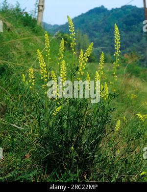 Wilde Mignonette (Reseda lutea), wilde Reseda, Familie Reseda (Resedaceae) Stockfoto