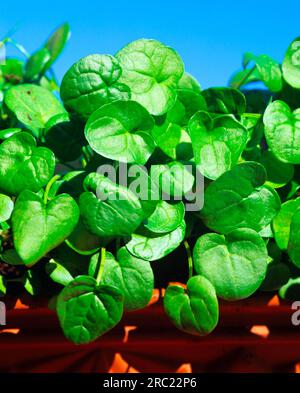 Löffelkraut, echte Löffelkraut (Cochlearia officinalis), Skorbut, Bitterkresse, Löffelkresse, Löffelkraut Stockfoto