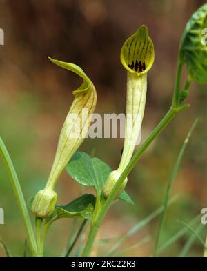 Rundblättrige Osterluzie (Aristolochia rotunda) Stockfoto