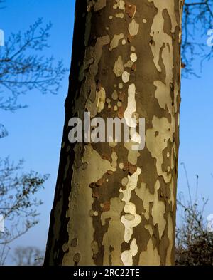 Platanus (Platanus) Stockfoto