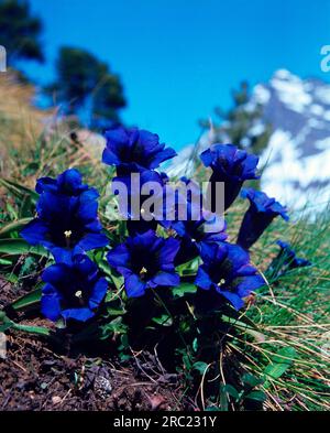 Stielloser Enzian (Gentiana acaulis) (Gentiana kochiana), Kochs Enzian, breitblättriger Enzian, breitblättriger Enzian Stockfoto