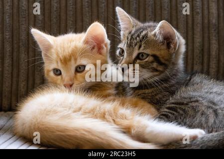 Tabby und Ingwerkätzchen haben sich auf einem Sofa zusammengerollt Stockfoto