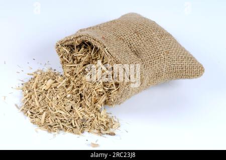 Taigawurzel (Radix Eleutherokokken), Teufelsbusch, Stachelmakrele, sibirischer Ginseng, eleutherokokkus, Freistehend, Objekt Stockfoto