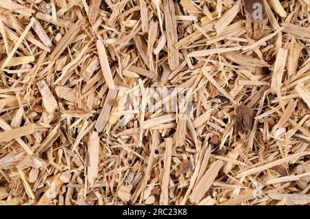 Taigawurzel (Radix Eleutherokokken), Teufelsbusch, Stachelmakrele, sibirischer Ginseng, eleutherokokken Stockfoto