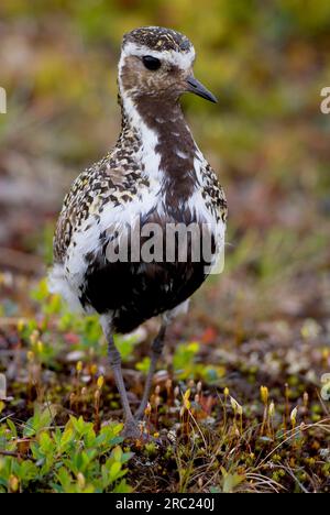 Goldpfeifer, Männlich, Varangerfjord, Norwegen (Pluvialis apricaria) Stockfoto