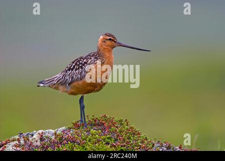 Stachelschwanzgöttchen, männlich, Zuchthupfer, Varangerfjord, Norwegen (Limosa lappicona) Stockfoto