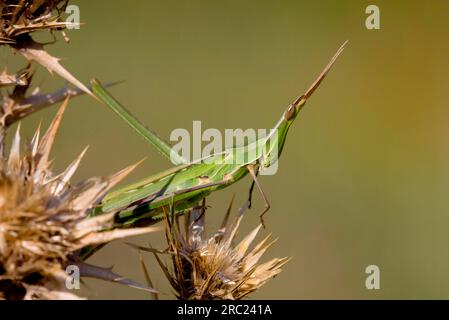 Mediterraner Grasshopper mit Schlittengesicht (Acrida ungarica), Griechenland Stockfoto