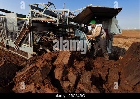 Industrielles Torfschneiden, Stechen, Säen, Torf wird geschnitten, Goldenstedter Moor, Niedersachsen, Deutschland Stockfoto