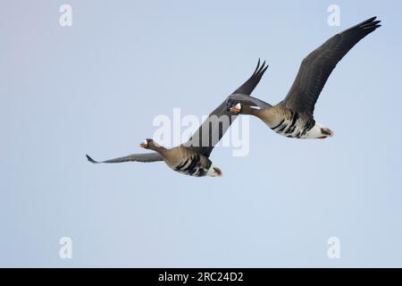 Großmaul-Gans (Anser albifrons) , , ausgenommen, Texel, Niederlande Stockfoto