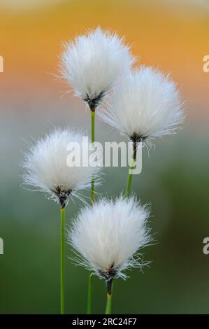 Hasenschwanzkotongras (Eriophorum vaginatum) Niedersachsen, Deutschland Stockfoto