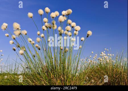 Hasenschwanzkotongras (Eriophorum vaginatum) Niedersachsen, Deutschland Stockfoto