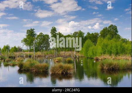 Goldenstedter Moor, wiederbefeuchtet, renaturiert, Diepholzer Moorniederung, Niedersachsen, Deutschland Stockfoto
