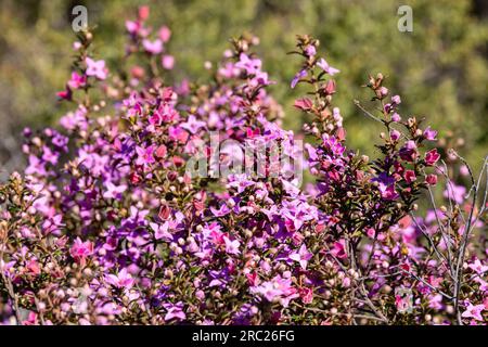 Australische Boronia-Pflanze in Blüte Stockfoto