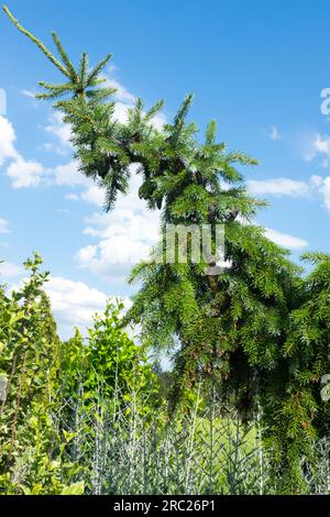 Picea omorika „pendula Bruns“ serbische Fichte Baum hängende Fichte Tränen serbische Fichte Narrow Conifer Laub Form Picea Garden Pendel geformt Stockfoto