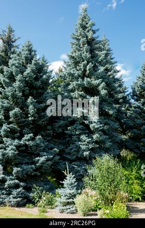 Colorado Blauer Fichtenbaum Picea pungens Moerheim Glauca Gruppe Stockfoto