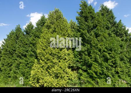 Westlicher roter Zedernbaum Thuja plicata „Variegata“ Stockfoto