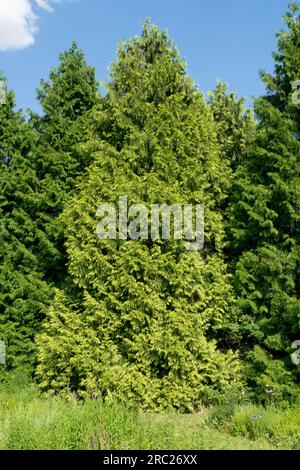 Westlicher roter Zedernbaum Thuja plicata „Variegata“ Stockfoto