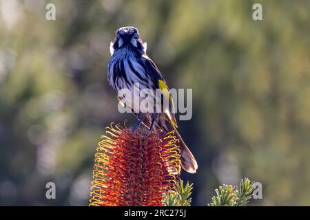 Australischer Honigfresser aus New Holland hoch oben auf der Blume von Heath Banksia Stockfoto