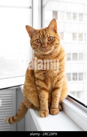 Große Erwachsene niedliche Ingwerkatze, die auf dem Fensterbrett sitzt Stockfoto