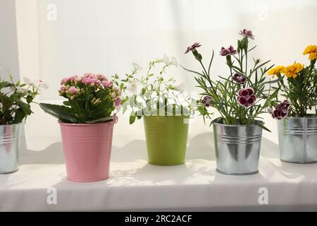 Verschiedene wunderschöne Blumen in Töpfen auf Fensterbank Stockfoto